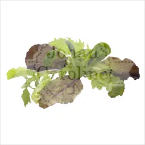 Mesclun sla
