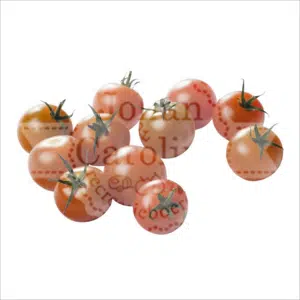 Cherry tomaten Johan en Caroline