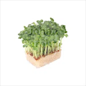 Daikon cress Johan en Caroline
