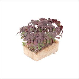 Shiso purper Johan en Caroline